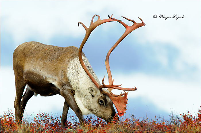 Barrenground Caribou Bull 119  by Dr. Wayne Lynch &copy;